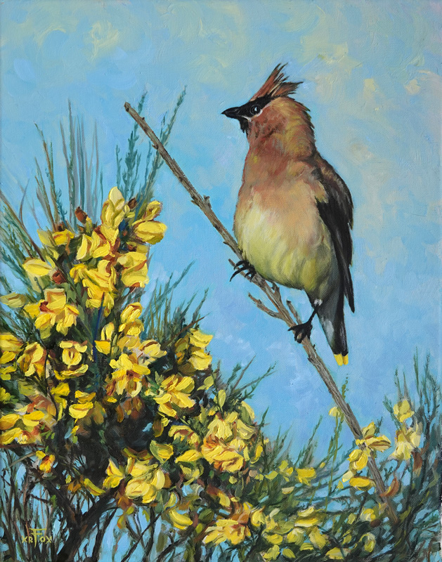 Cedar Waxwing on Broom