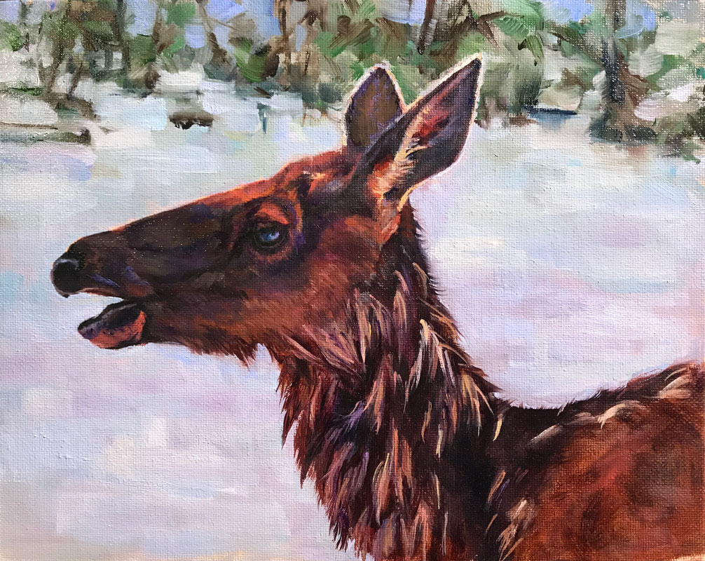 Elk Cow, Yellowstone