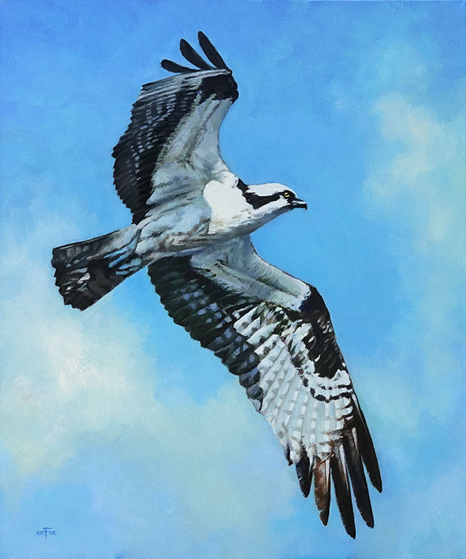 Osprey