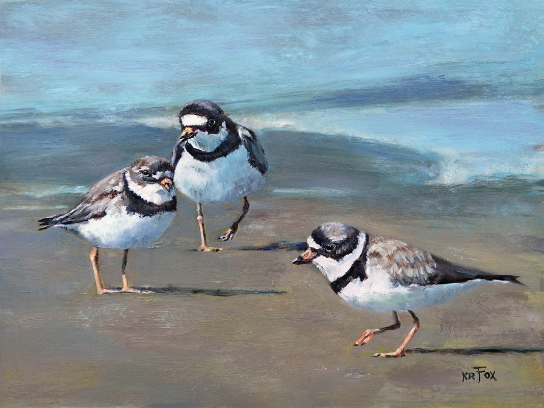 Semipalmated Plovers