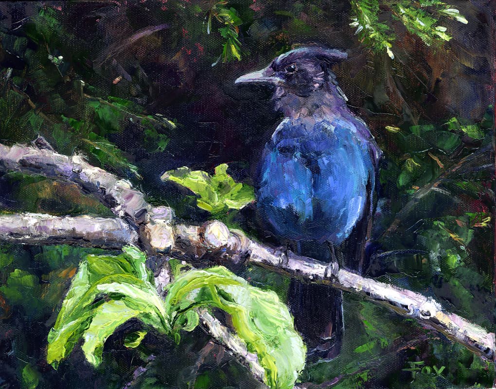 Stellar Jay in the Apple Tree